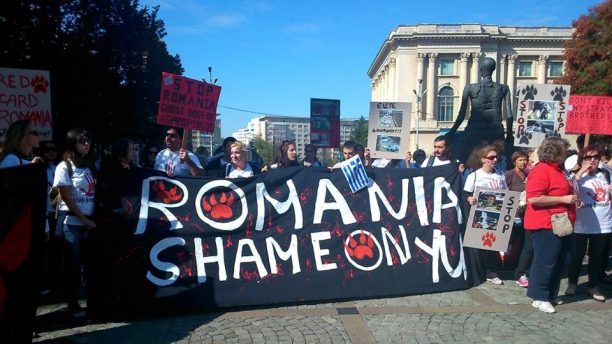 Φιλόζωοι Έλληνες στη Ρουμανία κατά της ευθανασίας των αδέσποτων